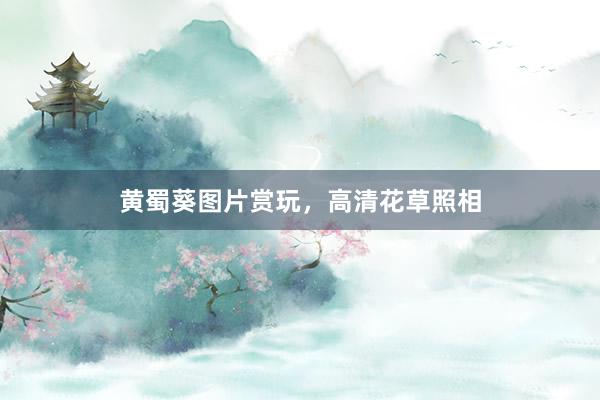 黄蜀葵图片赏玩，高清花草照相